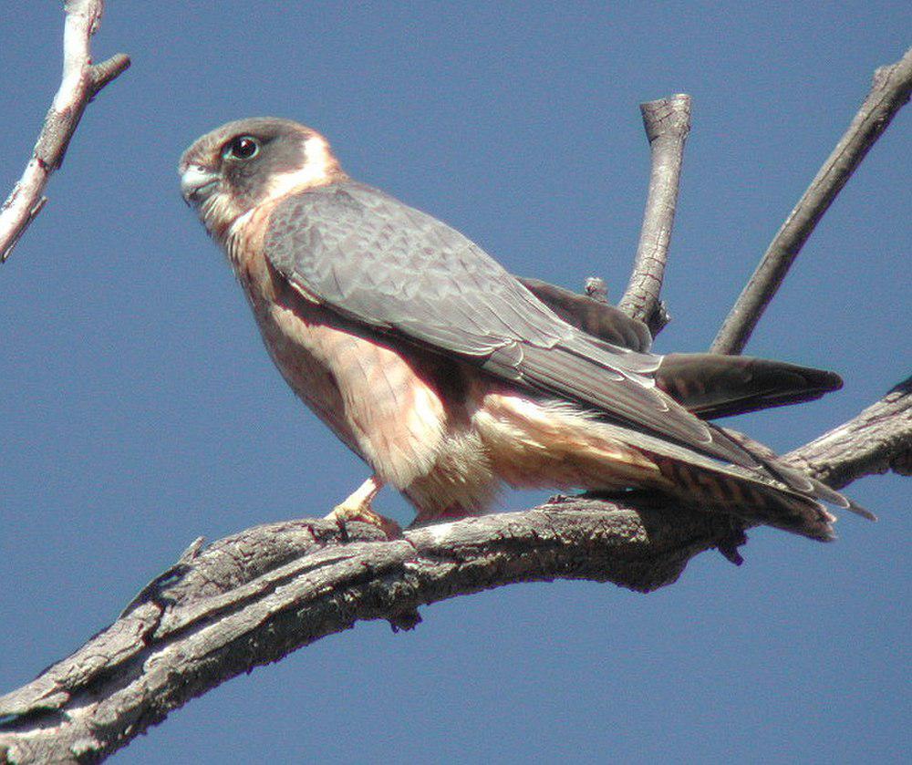 姬隼 / Australian Hobby / Falco longipennis