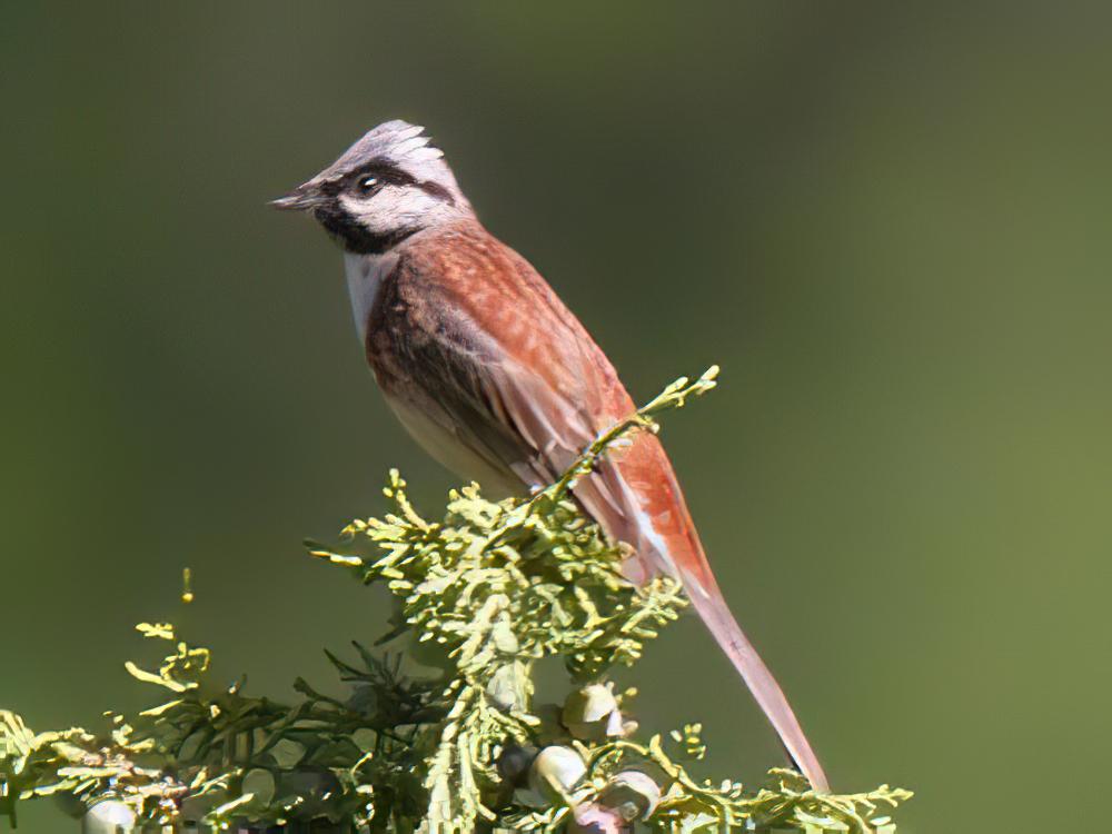 白顶鹀 / White-capped Bunting / Emberiza stewarti