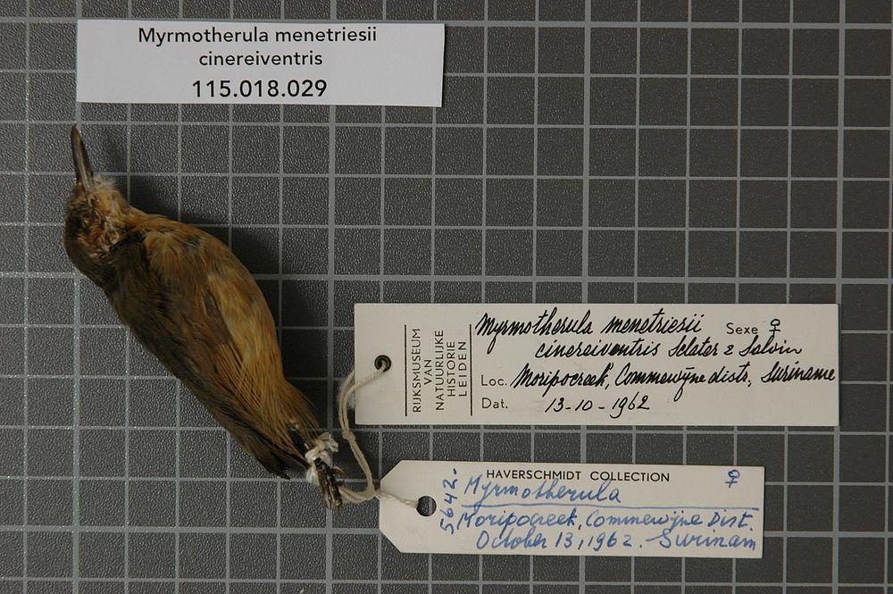 灰蚁鹩 / Grey Antwren / Myrmotherula menetriesii