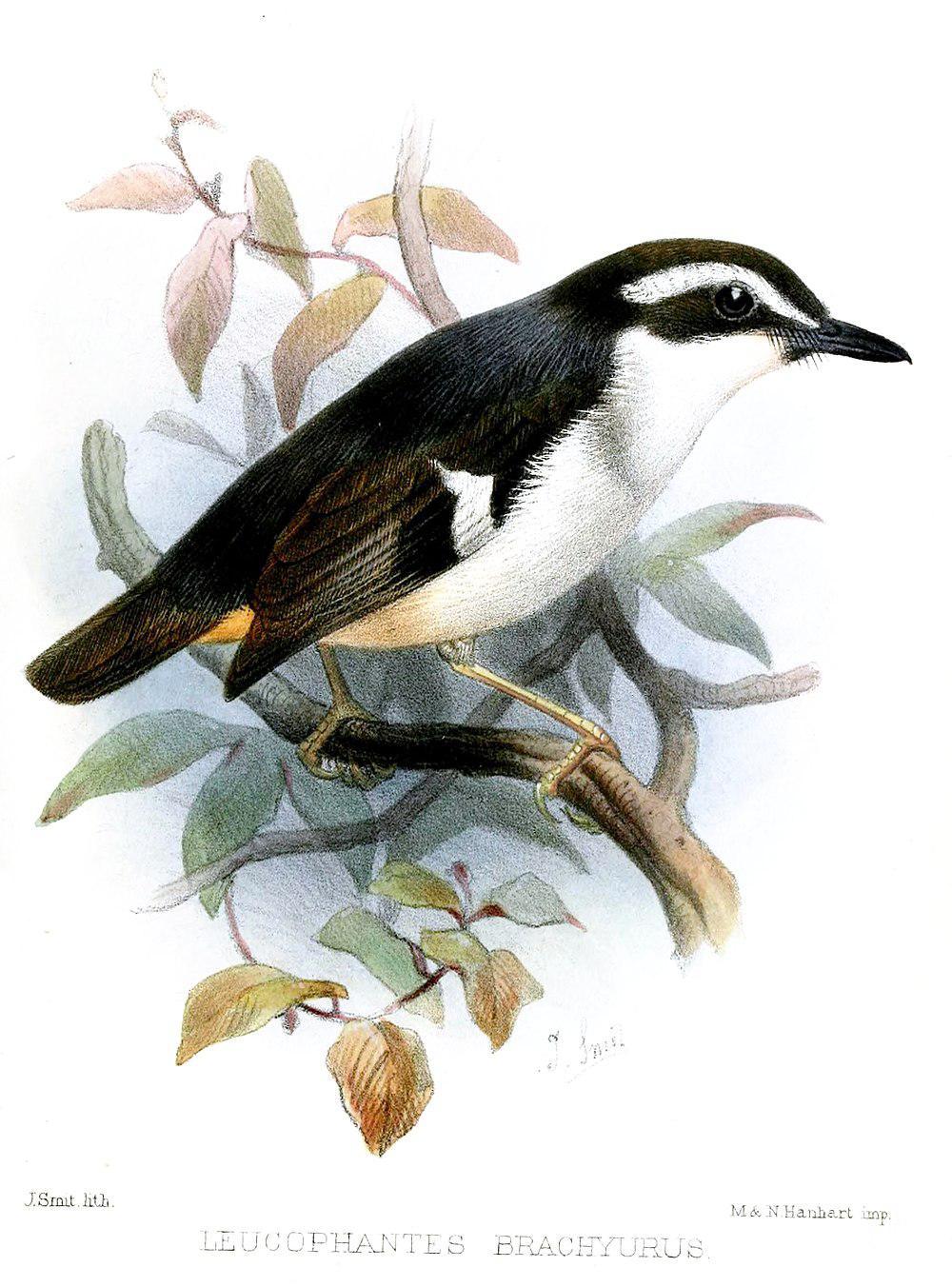 白胸杂色鹟 / Black-chinned Robin / Poecilodryas brachyura