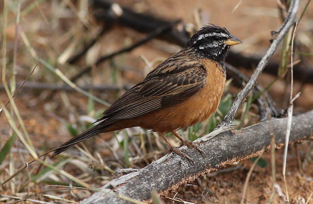 朱胸鹀 / Cinnamon-breasted Bunting / Emberiza tahapisi