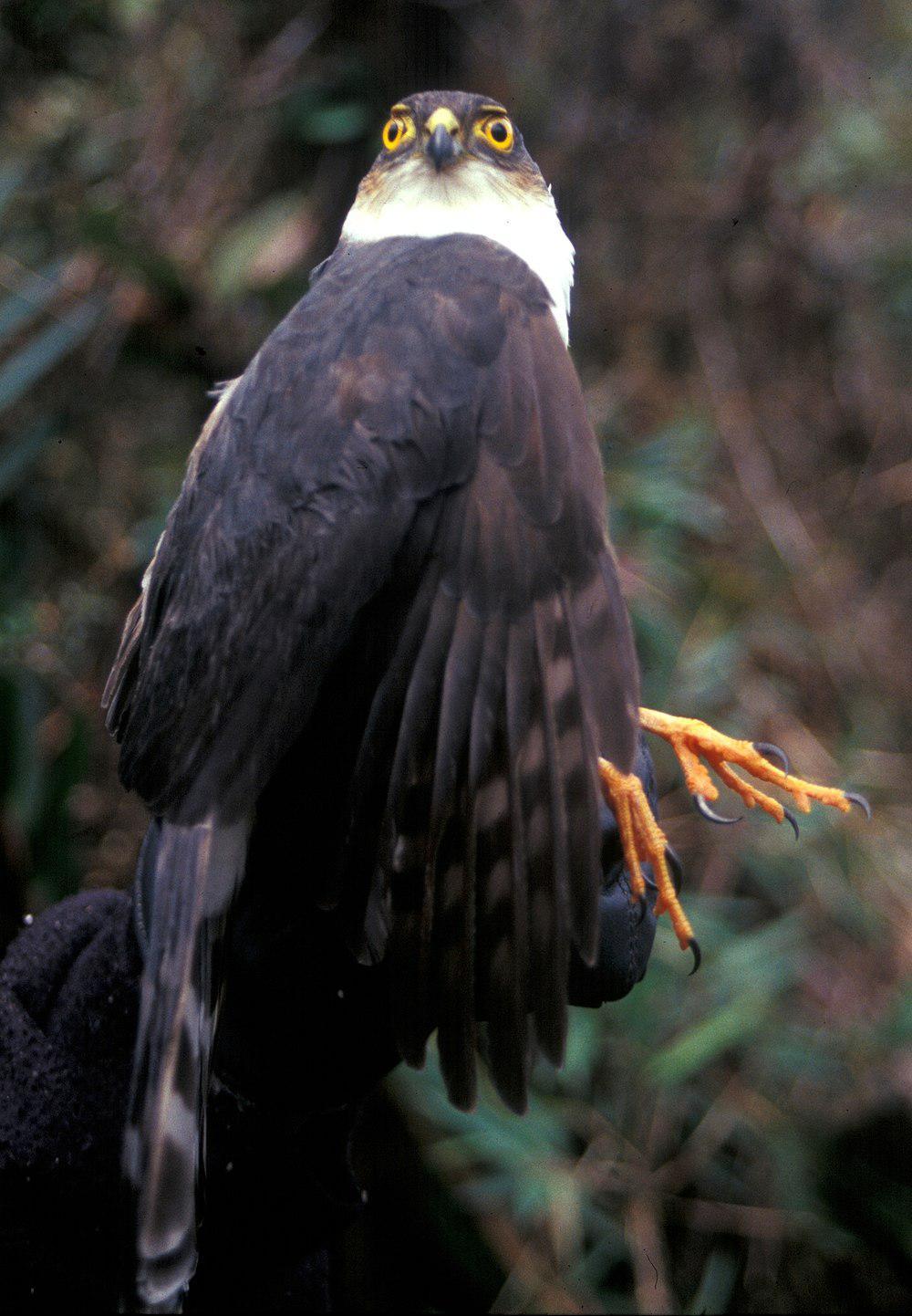 淡胸鹰 / Plain-breasted Hawk / Accipiter ventralis