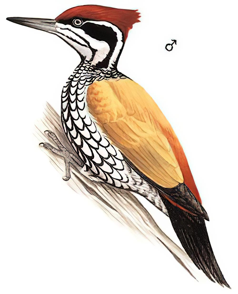 大金背啄木鸟 / Greater Flameback / Chrysocolaptes guttacristatus