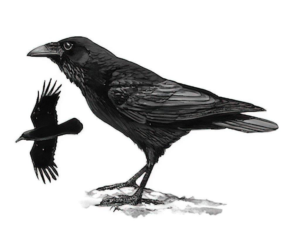 渡鸦 / Northern Raven / Corvus corax