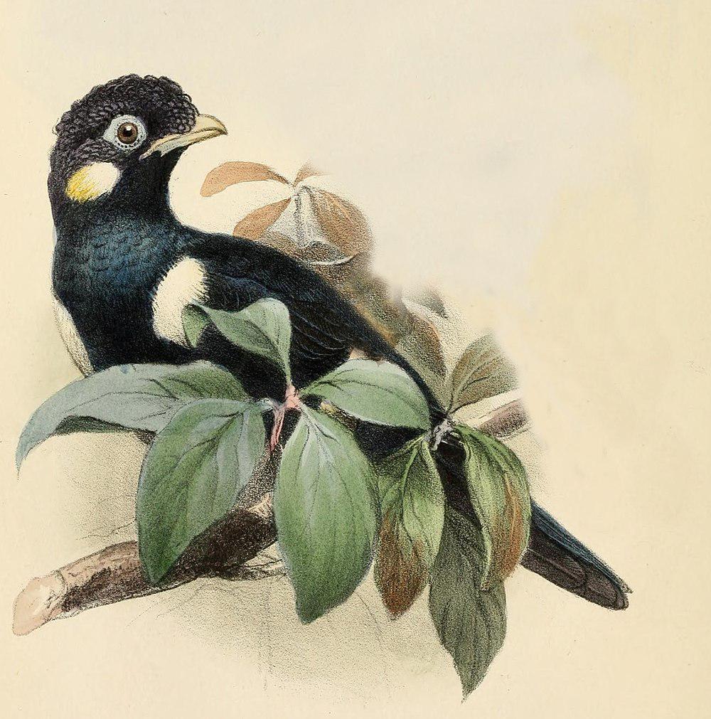 苏拉王椋鸟 / Sulawesi Myna / Basilornis celebensis