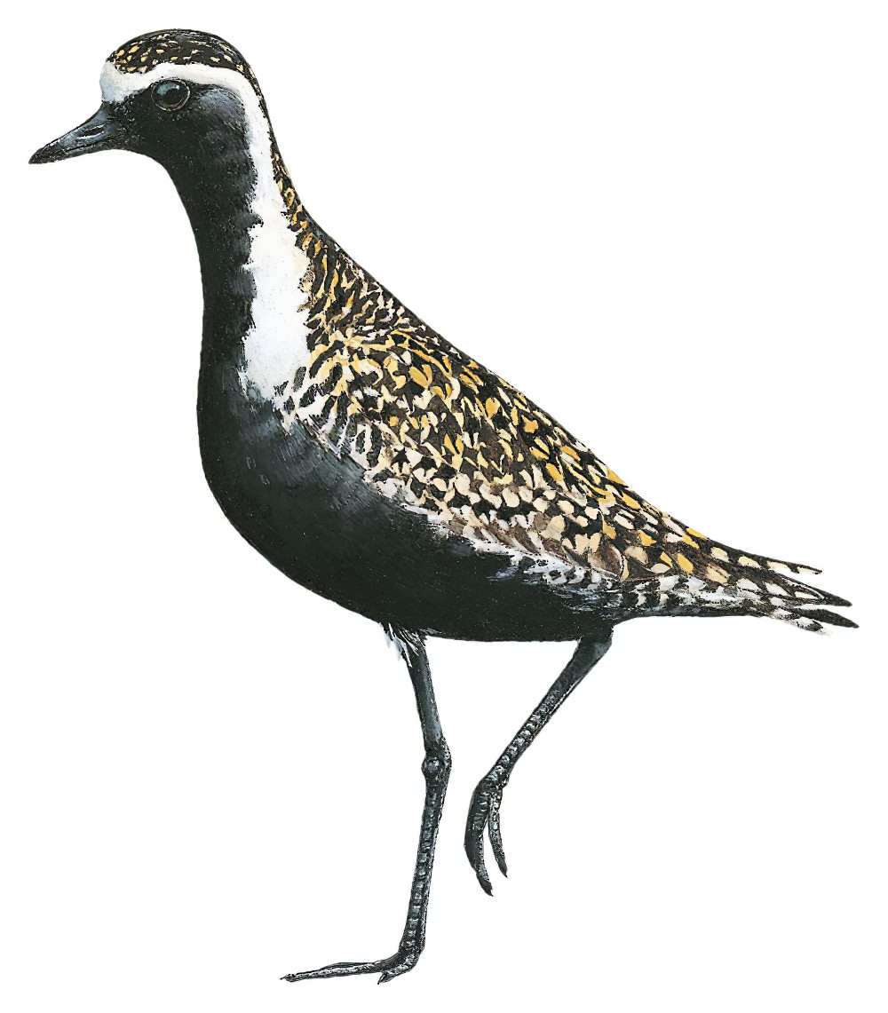 美洲金鸻 / American Golden Plover / Pluvialis dominica