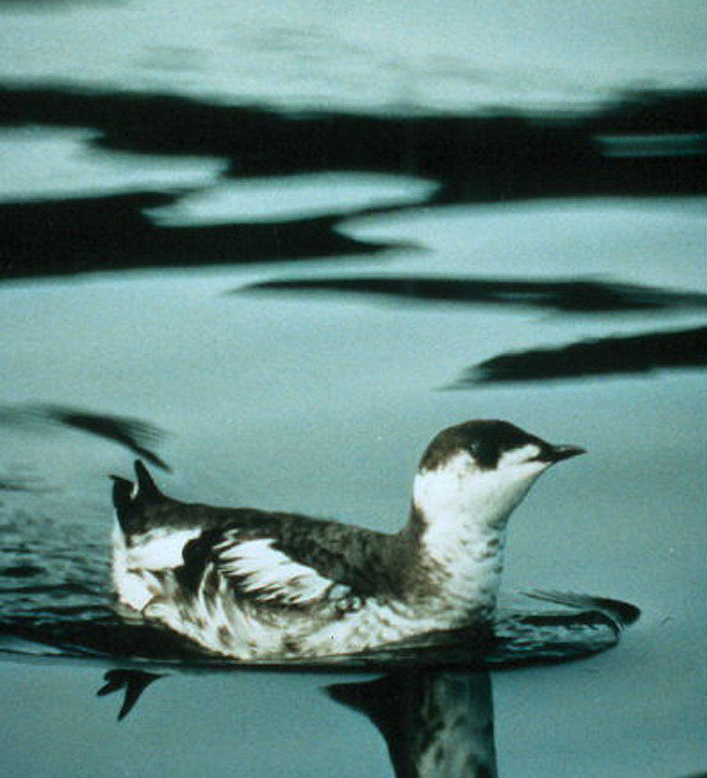 云石斑海雀 / Marbled Murrelet / Brachyramphus marmoratus