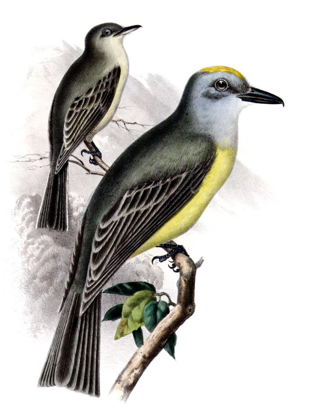 库氏王霸鹟 / Couch\'s Kingbird / Tyrannus couchii