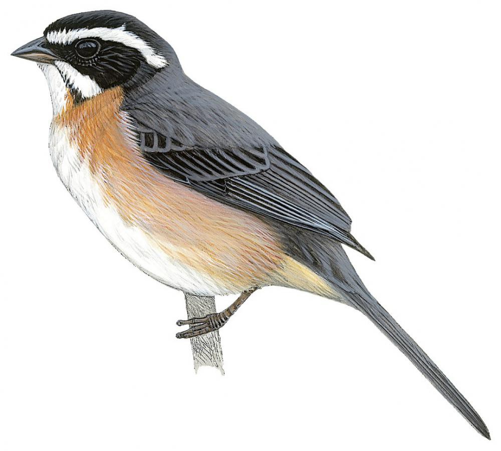 淡尾歌鹀 / Plain-tailed Warbling Finch / Microspingus alticola
