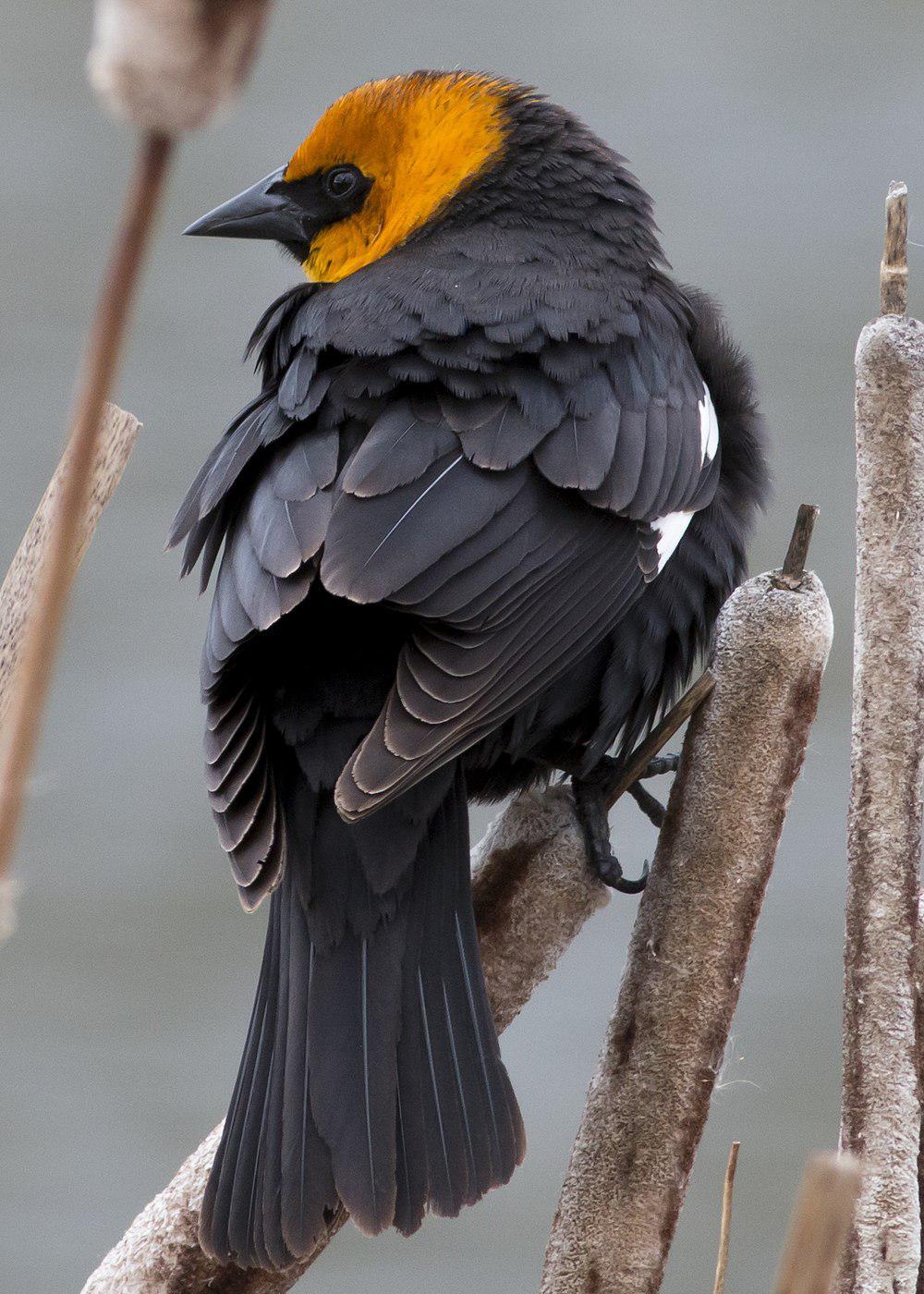 黄头黑鹂 / Yellow-headed Blackbird / Xanthocephalus xanthocephalus