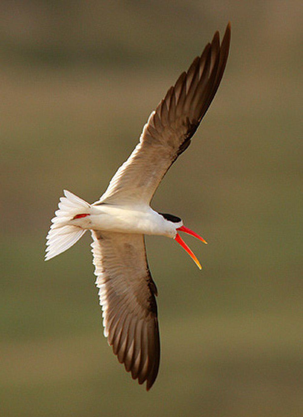 剪嘴鸥 / Indian Skimmer / Rynchops albicollis