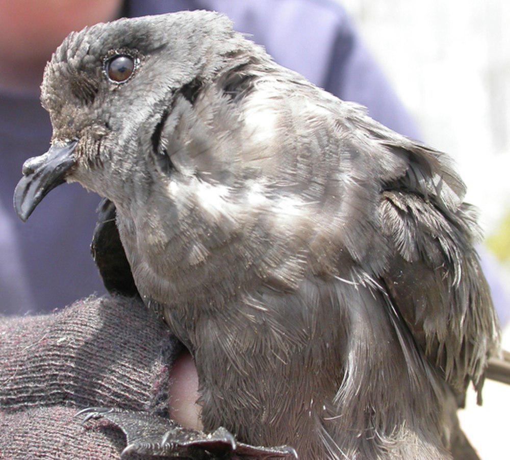 灰叉尾海燕 / Ashy Storm Petrel / Oceanodroma homochroa