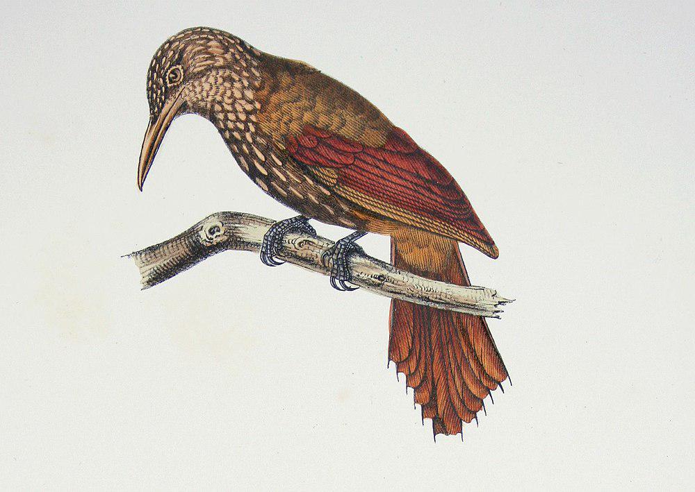眼斑䴕雀 / Ocellated Woodcreeper / Xiphorhynchus ocellatus