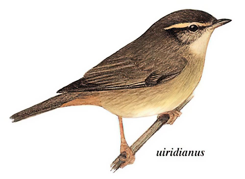 棕眉柳莺 / Yellow-streaked Warbler / Phylloscopus armandii