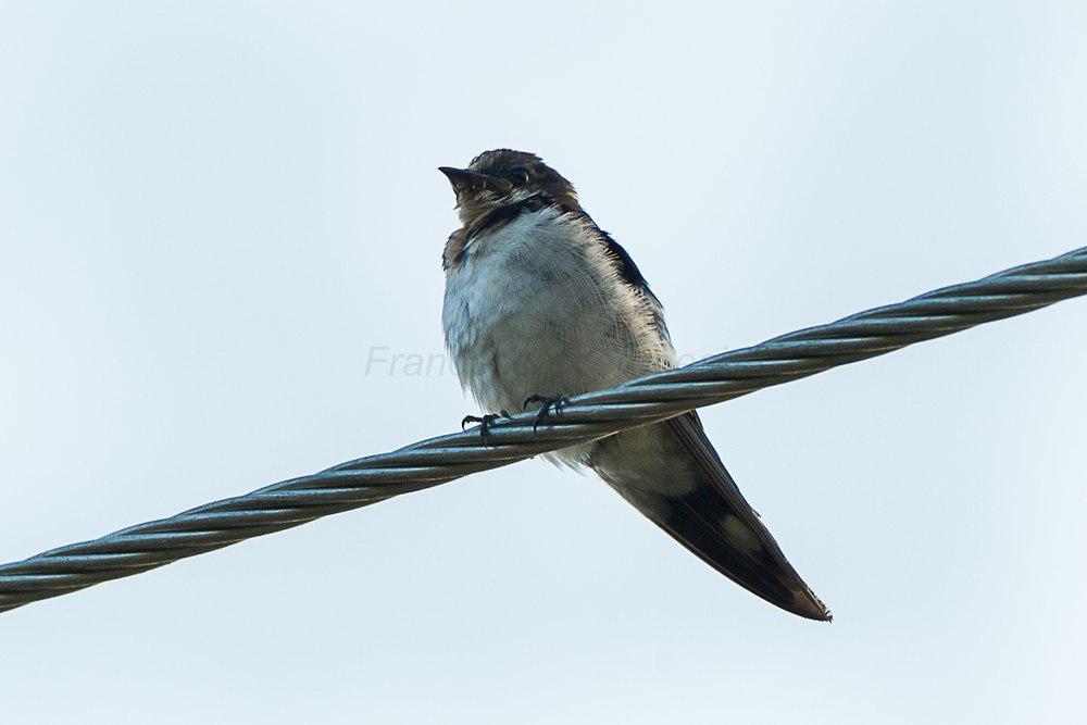 红额燕 / Ethiopian Swallow / Hirundo aethiopica