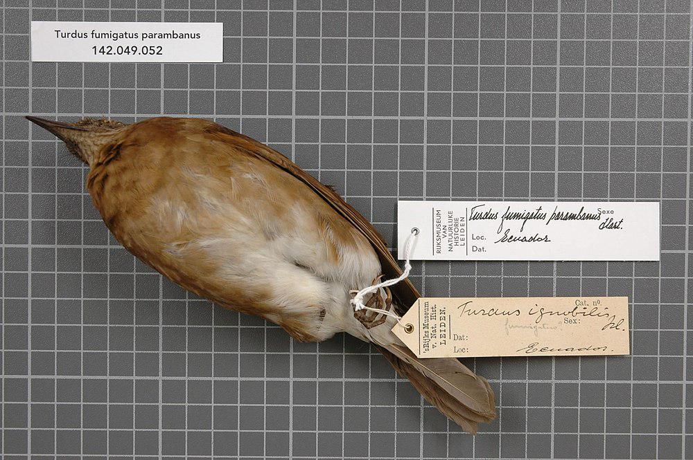 白臀鸫 / Pale-vented Thrush / Turdus obsoletus
