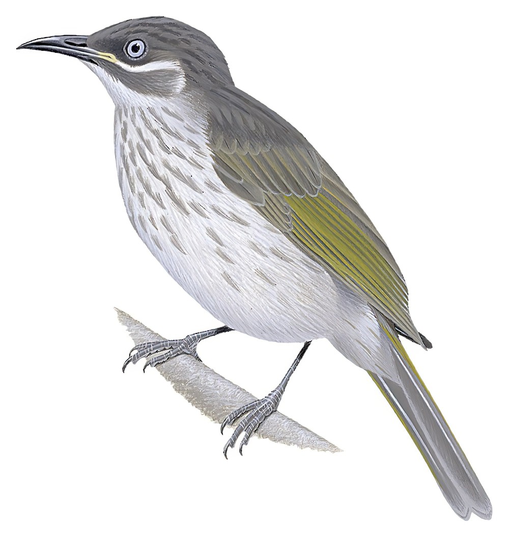 白纹吸蜜鸟 / White-lined Honeyeater / Territornis albilineata