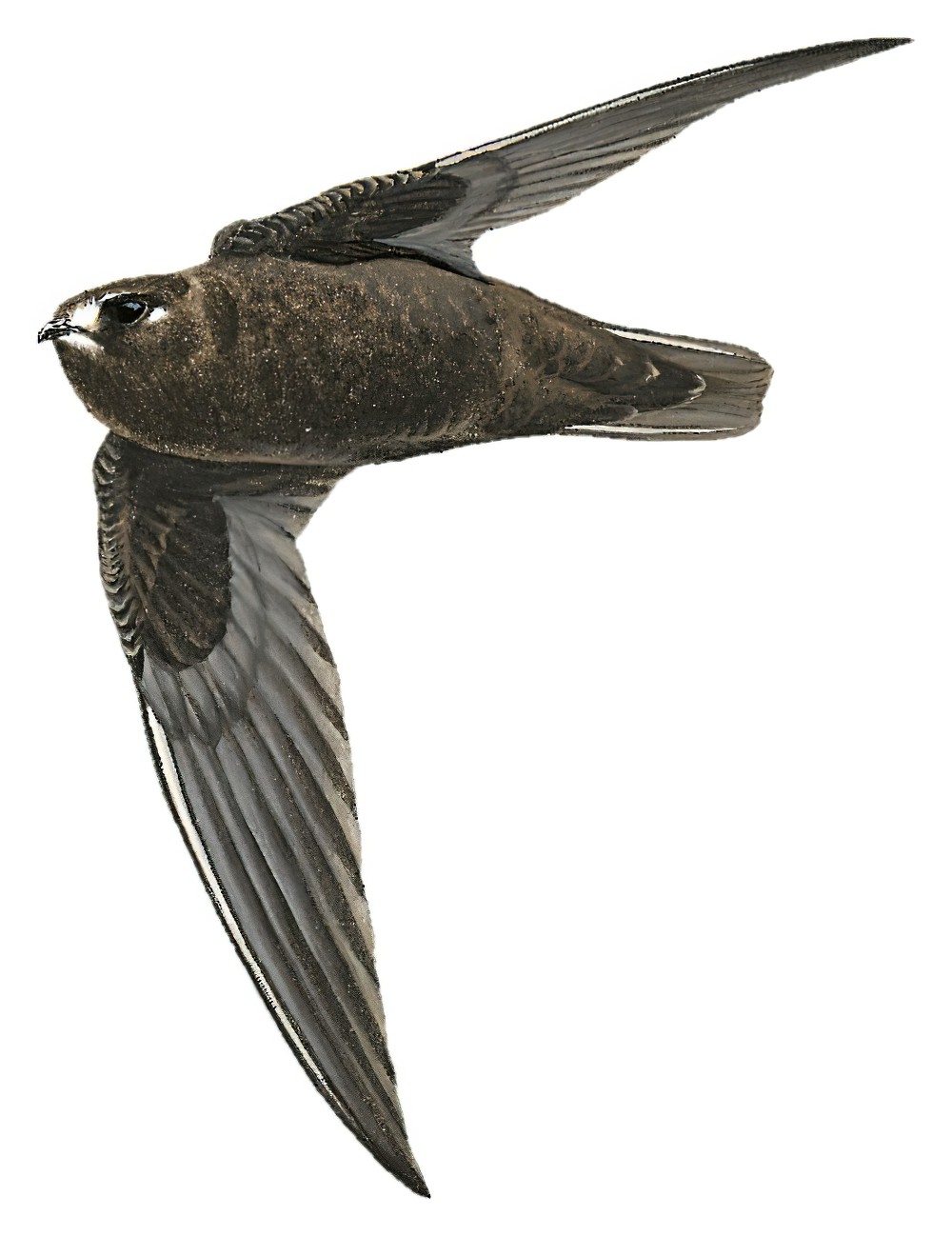 斑额黑雨燕 / Spot-fronted Swift / Cypseloides cherriei