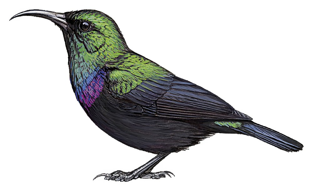蓝紫胸花蜜鸟 / Violet-breasted Sunbird / Cinnyris chalcomelas