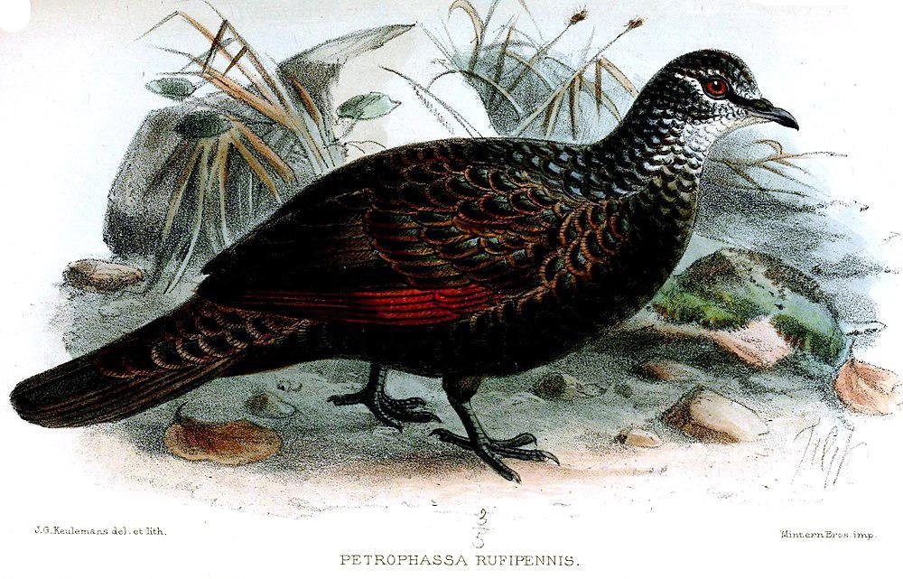 栗翅岩鸠 / Chestnut-quilled Rock Pigeon / Petrophassa rufipennis