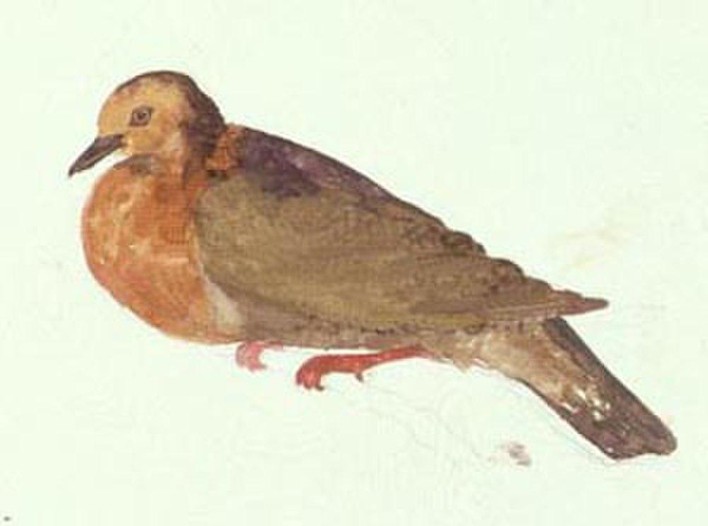 塔岛鸡鸠 / Tanna Ground Dove / Pampusana ferruginea