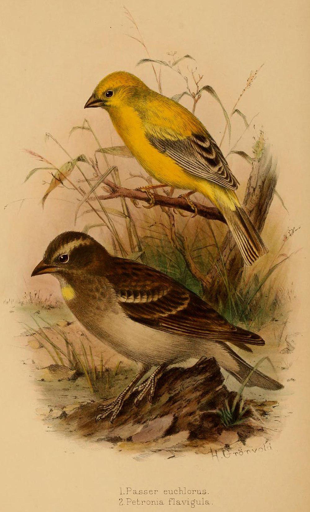 阿拉伯金麻雀 / Arabian Golden Sparrow / Passer euchlorus
