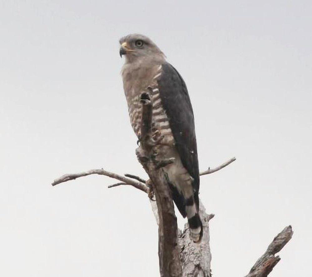 斑短趾雕 / Southern Banded Snake Eagle / Circaetus fasciolatus
