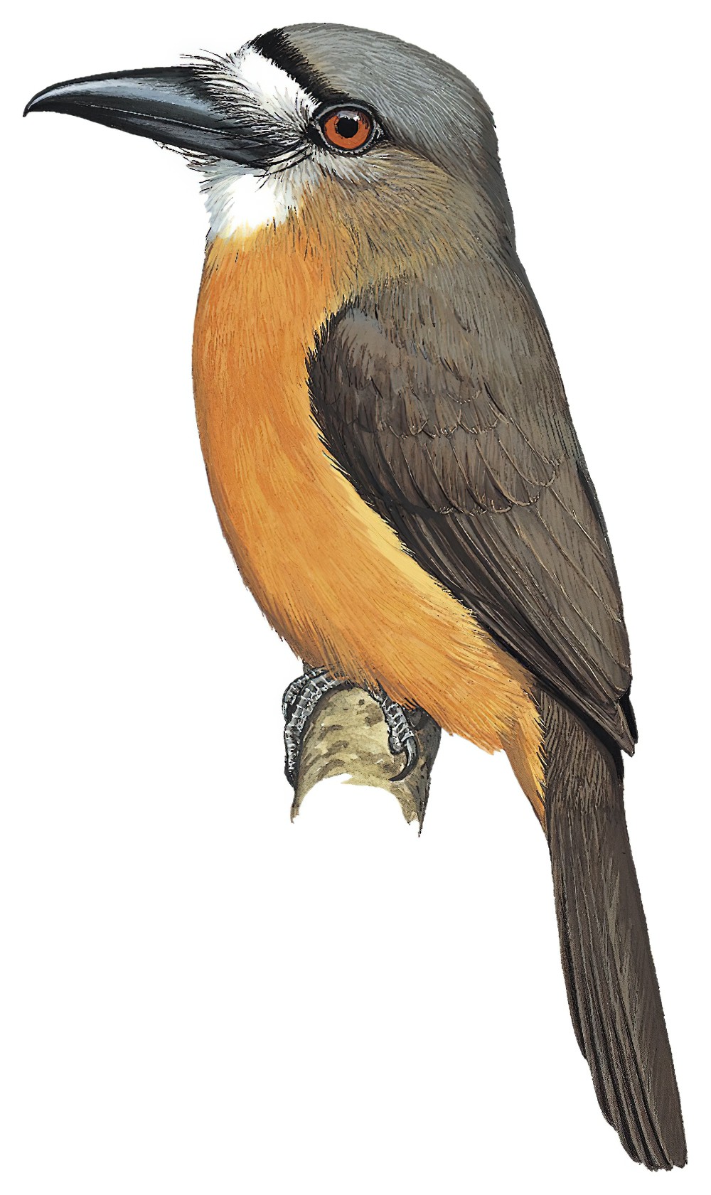 白脸䴕 / White-faced Nunbird / Hapaloptila castanea