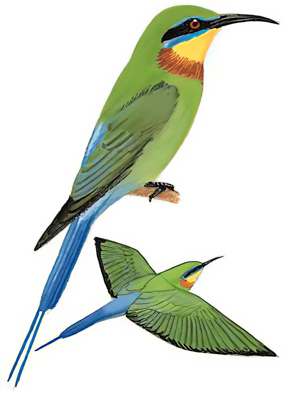 栗喉蜂虎 / Blue-tailed Bee-eater / Merops philippinus