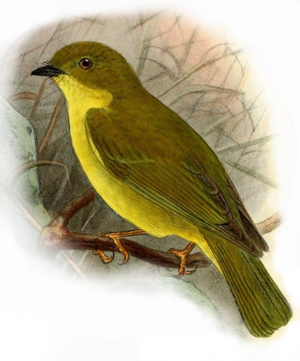 加利那小鹟 / Canary Flyrobin / Devioeca papuana