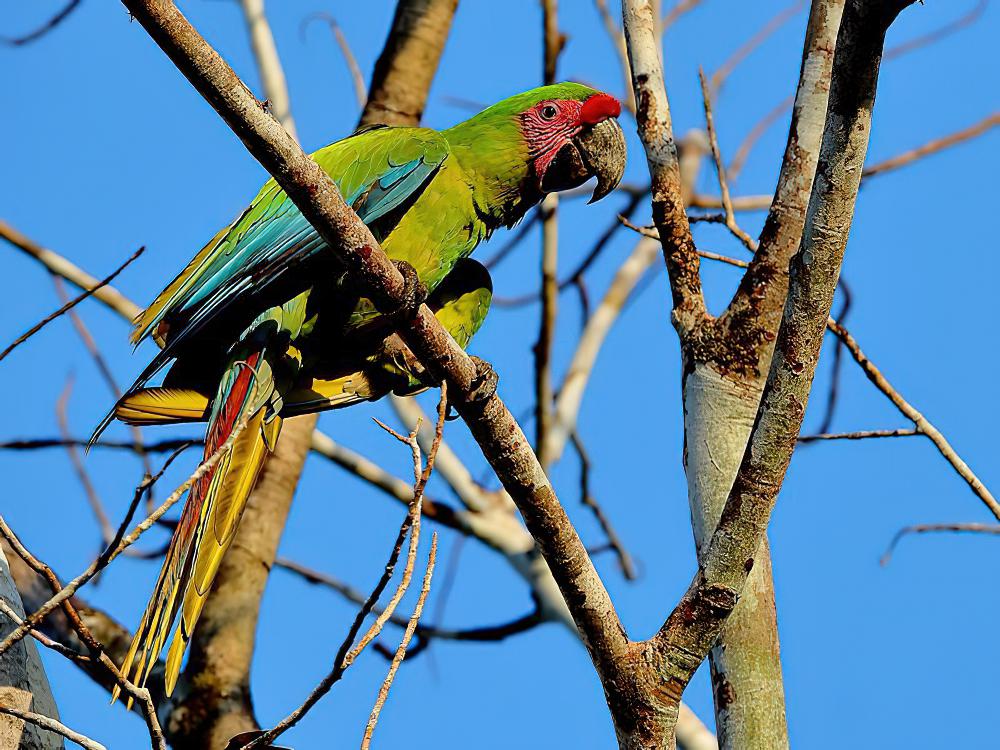 大绿金刚鹦鹉 / Great Green Macaw / Ara ambiguus