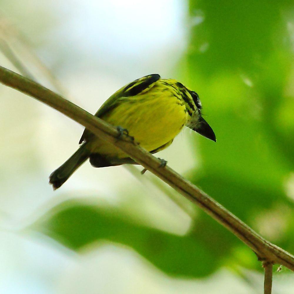 黄眉哑霸鹟 / Yellow-browed Tody-Flycatcher / Todirostrum chrysocrotaphum
