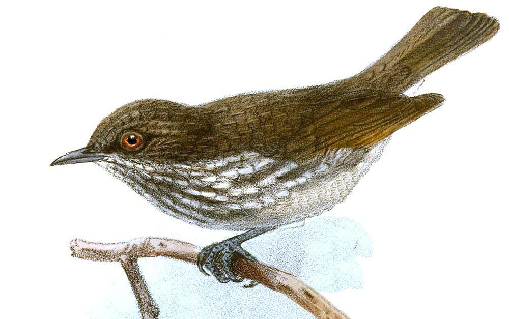 米岛侏穗鹛 / Visayan Pygmy Babbler / Dasycrotapha pygmaea