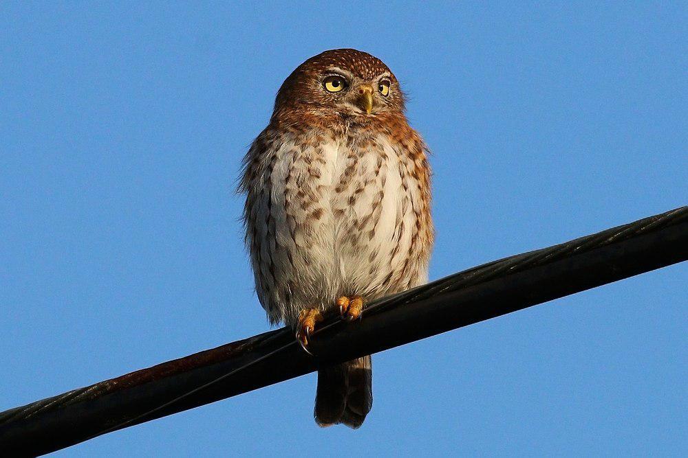 古巴鸺鹠 / Cuban Pygmy Owl / Glaucidium siju