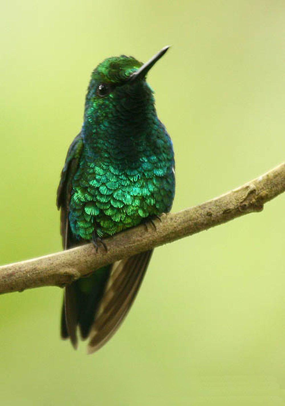 西翠蜂鸟 / Western Emerald / Chlorostilbon melanorhynchus