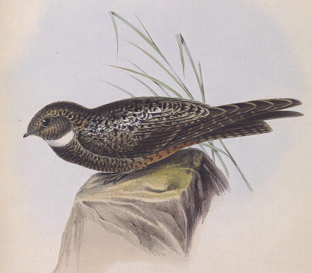 半领夜鹰 / Short-tailed Nighthawk / Lurocalis semitorquatus