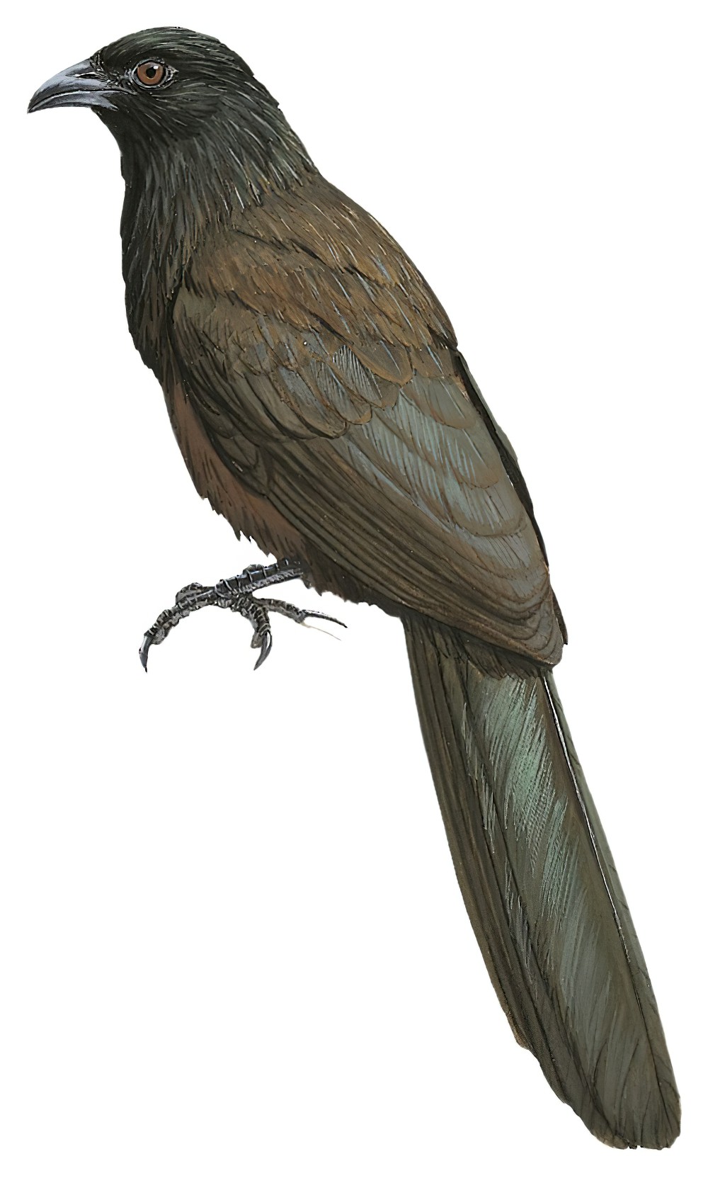 斯氏鸦鹃 / Black-hooded Coucal / Centropus steerii