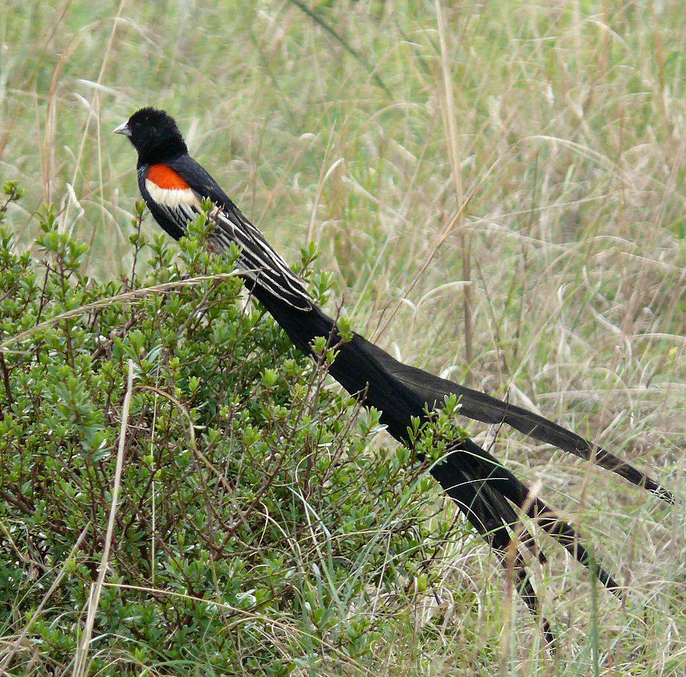 长尾巧织雀 / Long-tailed Widowbird / Euplectes progne