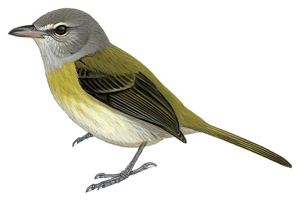 波多黎各莺雀 / Puerto Rican Vireo / Vireo latimeri