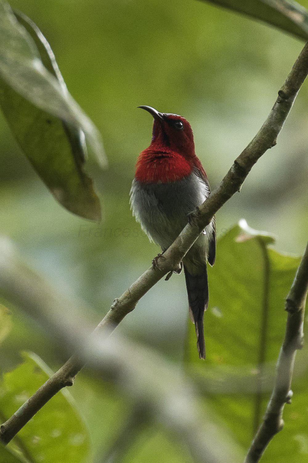 赤红太阳鸟 / Javan Sunbird / Aethopyga mystacalis