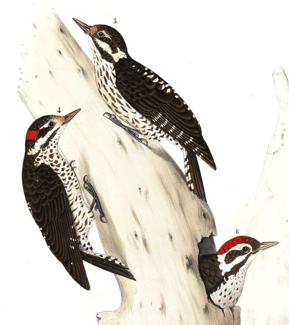 褐斑啄木鸟 / Strickland\'s Woodpecker / Leuconotopicus stricklandi
