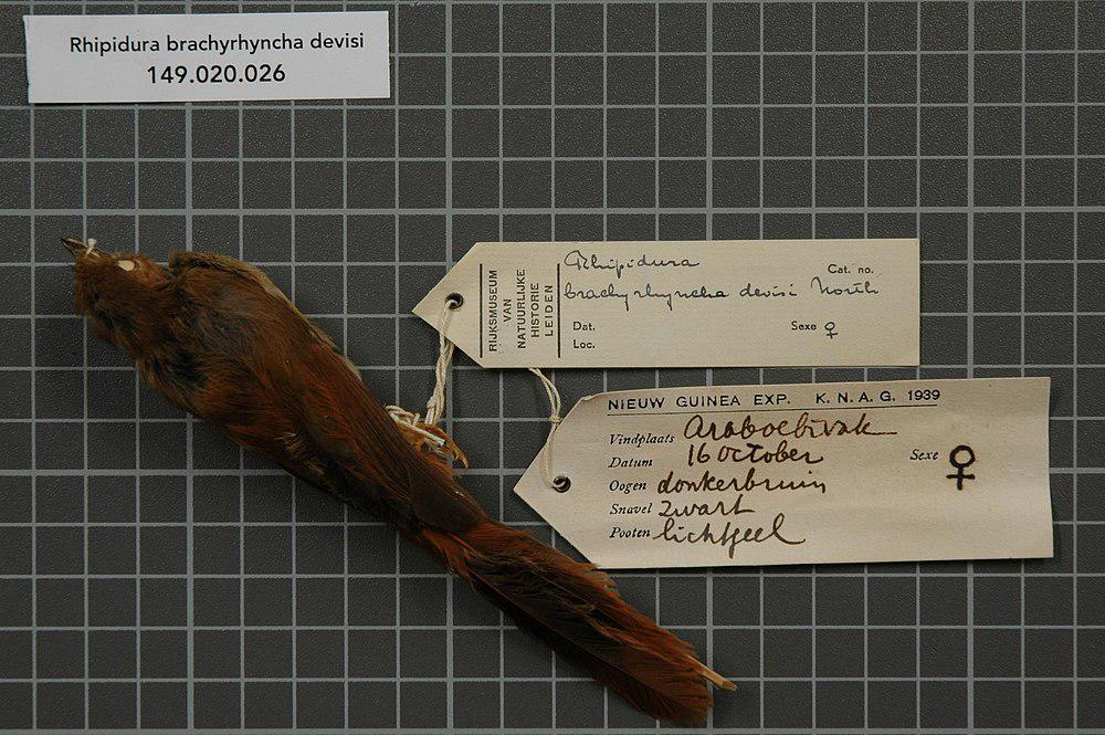 棕色扇尾鹟 / Dimorphic Fantail / Rhipidura brachyrhyncha