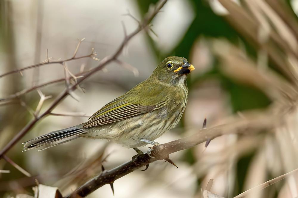 斑纹舞雀 / Streaked Saltator / Saltator striatipectus