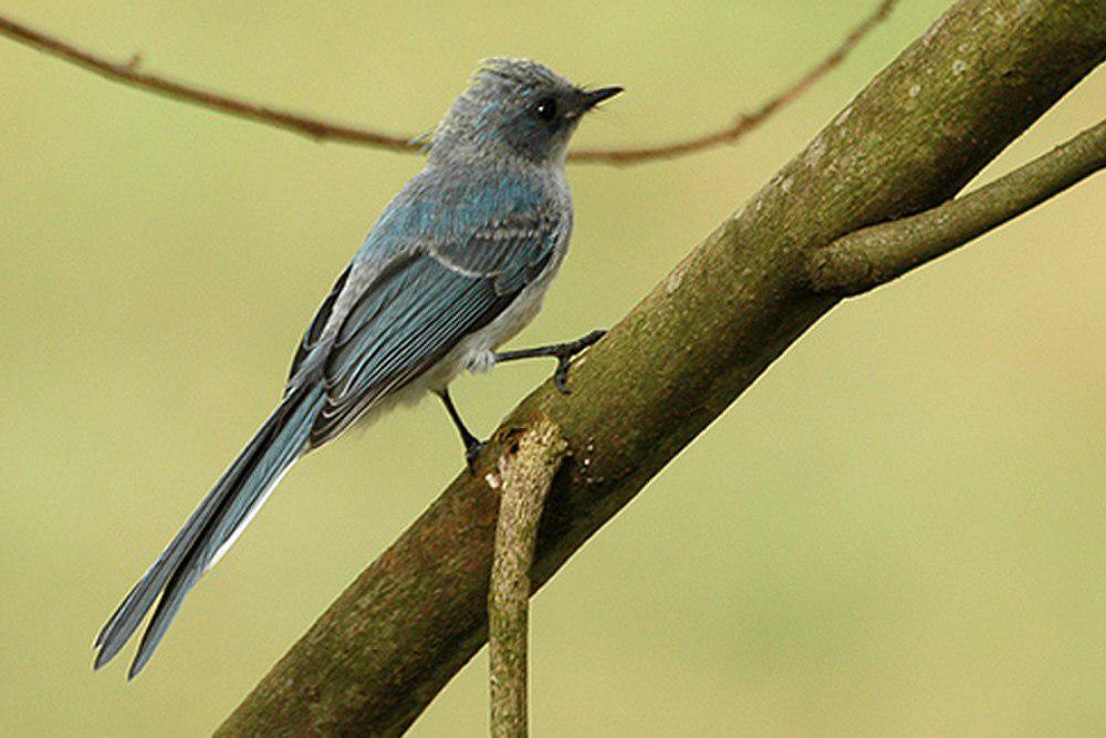 白尾蓝凤头鹟 / White-tailed Blue Flycatcher / Elminia albicauda