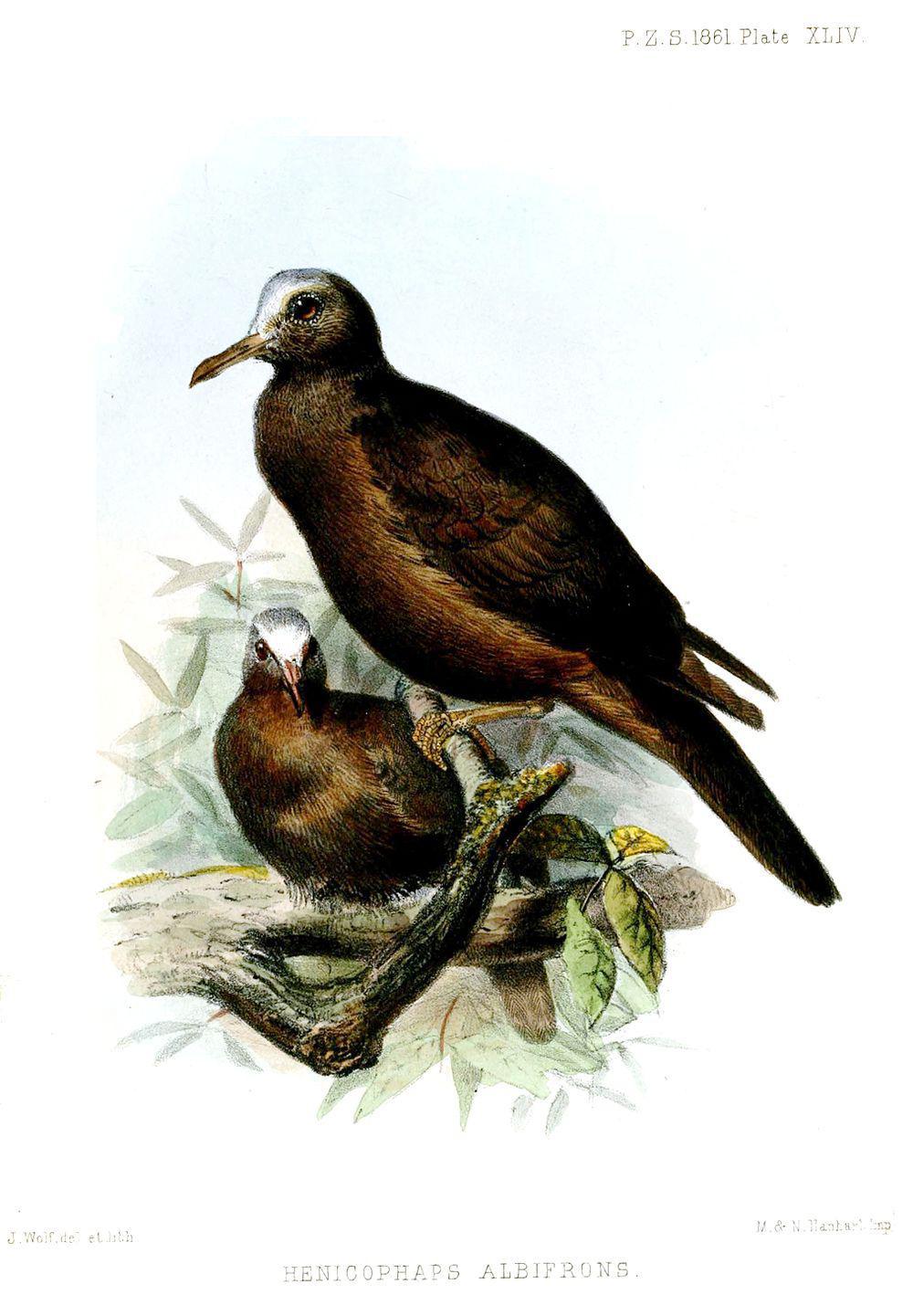 白顶地鸽 / New Guinea Bronzewing / Henicophaps albifrons