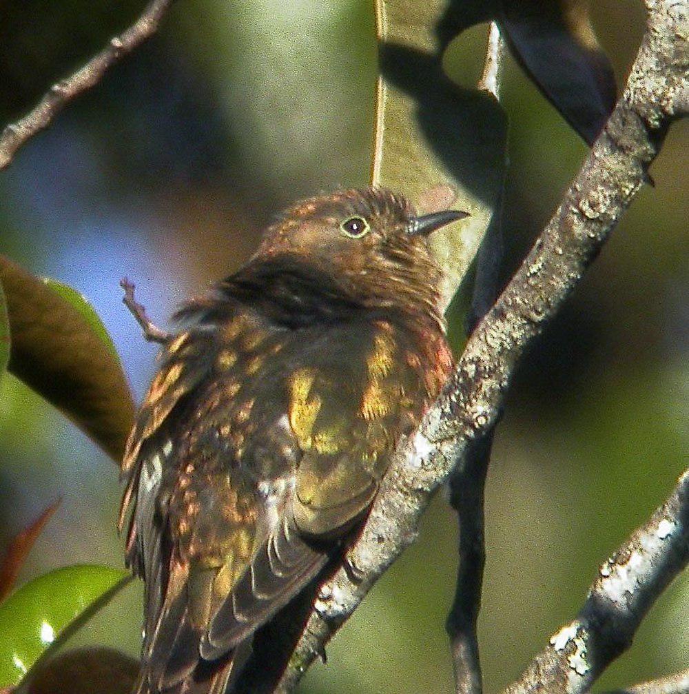 红喉金鹃 / Rufous-throated Bronze Cuckoo / Chrysococcyx ruficollis
