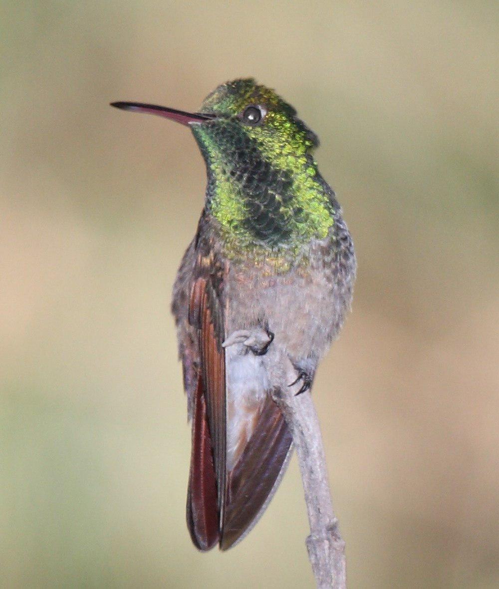 绿蜂鸟 / Berylline Hummingbird / Saucerottia beryllina