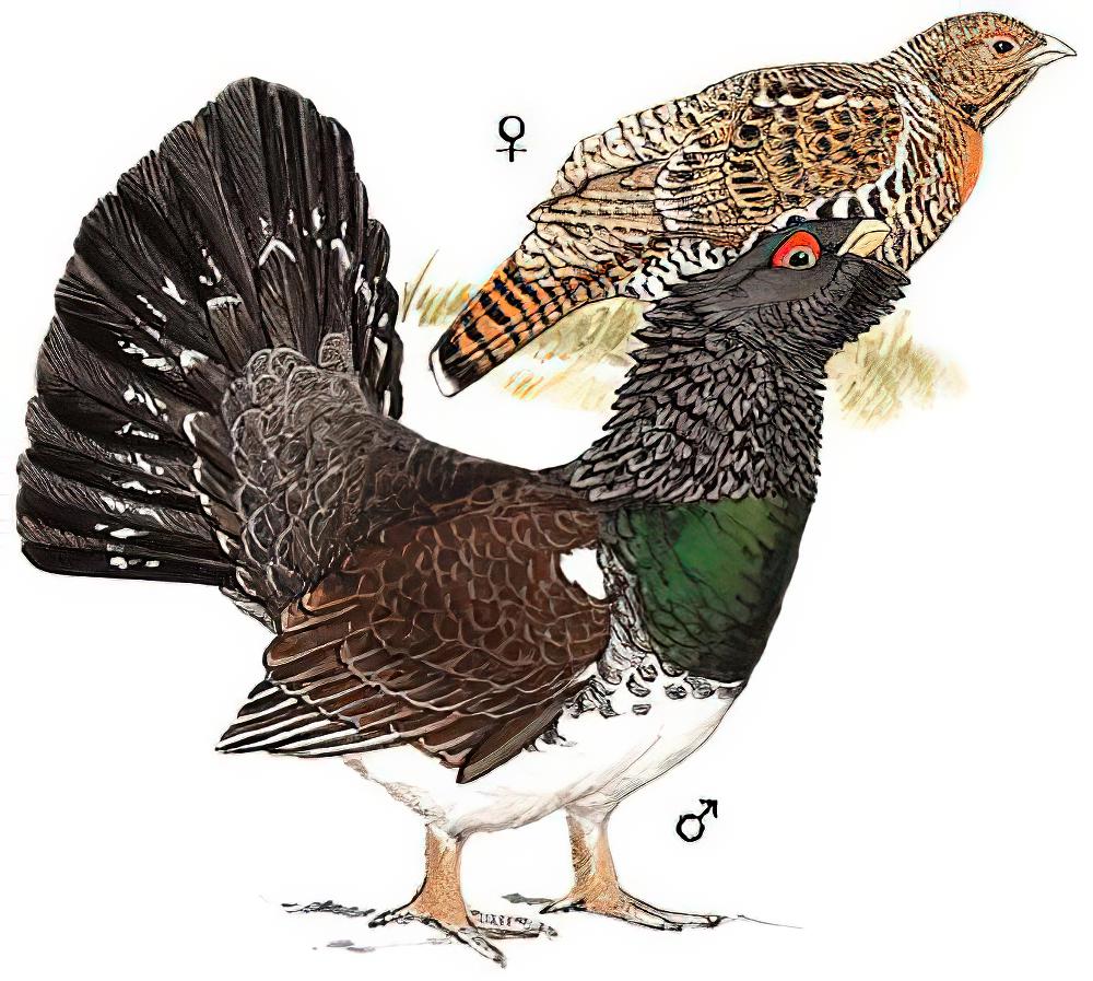 西方松鸡 / Western Capercaillie / Tetrao urogallus