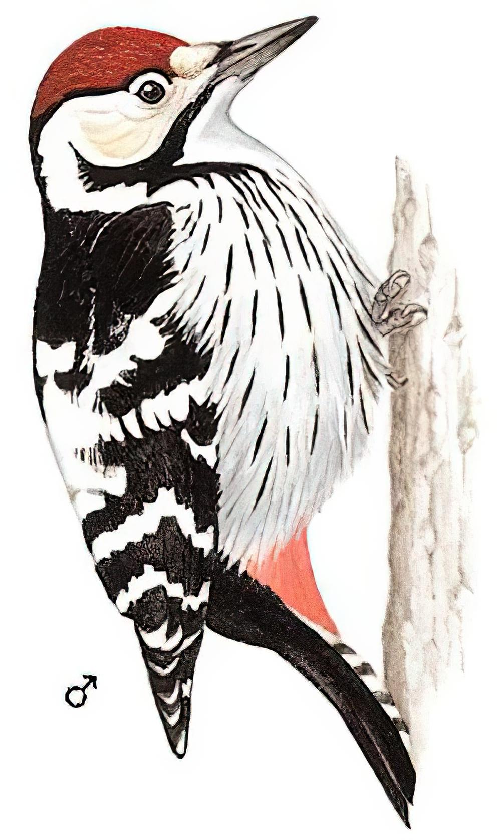 白背啄木鸟 / White-backed Woodpecker / Dendrocopos leucotos