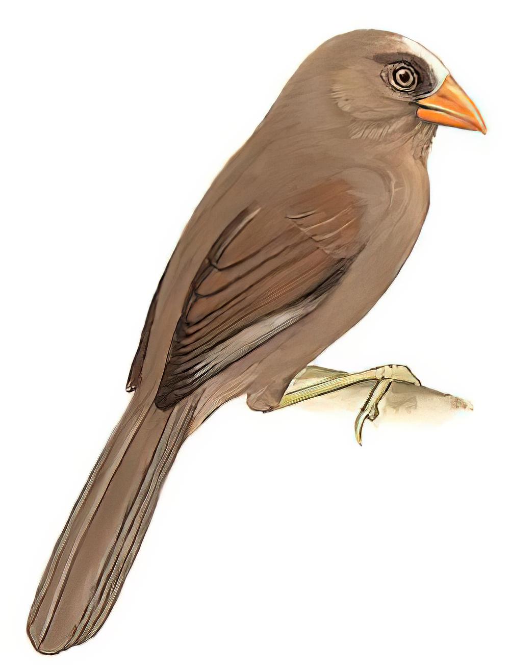 红嘴鸦雀 / Great Parrotbill / Conostoma aemodium